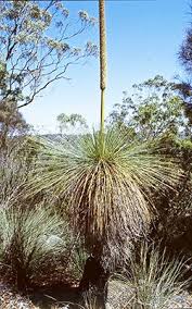 Attēlu rezultāti vaicājumam “Xanthorrhoeaceae”