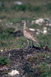 Attēlu rezultāti vaicājumam “Numenius phaeopus adult”
