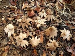 Attēlu rezultāti vaicājumam “Geastrum rufescens”