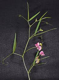 Attēlu rezultāti vaicājumam “Lathyrus sylvestris flower”