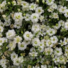 Attēlu rezultāti vaicājumam “Gypsophila muralis”