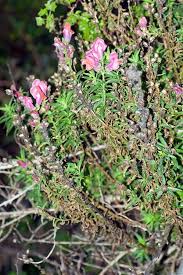 Attēlu rezultāti vaicājumam “Antirrhinum majus leaf”
