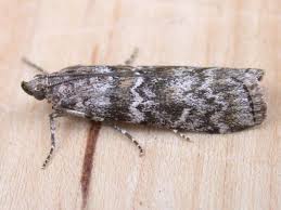 Attēlu rezultāti vaicājumam “Dioryctria abietella”