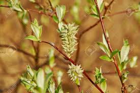 Attēlu rezultāti vaicājumam “Salix lapponum”