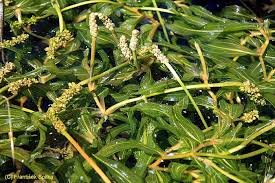 Attēlu rezultāti vaicājumam “Potamogeton praelongus”