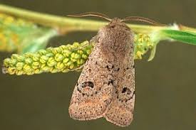 Attēlu rezultāti vaicājumam “Orthosia cruda”
