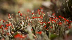 Attēlu rezultāti vaicājumam “Cladonia floerkeana”
