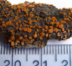 Attēlu rezultāti vaicājumam “Nectria peziza”