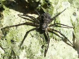 Attēlu rezultāti vaicājumam “Philodromus margaritatus”