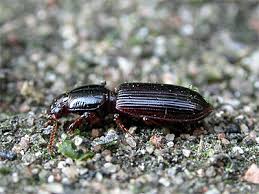 Attēlu rezultāti vaicājumam “Clivina fossor”