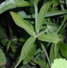 Attēlu rezultāti vaicājumam “Silene tatarica leaf”