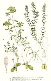 Attēlu rezultāti vaicājumam “Callitrichaceae”