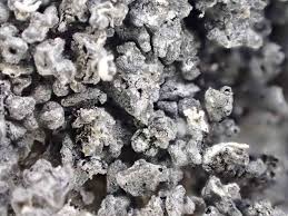 Attēlu rezultāti vaicājumam “Didymium spongiosum macro”