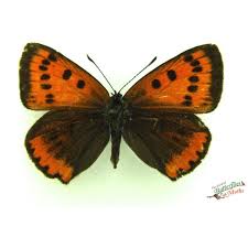 Attēlu rezultāti vaicājumam “Lycaena dispar”