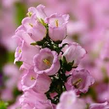 Image result for Campanula medium