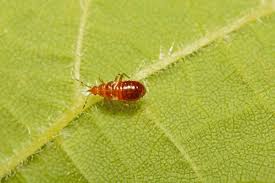 Attēlu rezultāti vaicājumam “Anthocoris nemorum”