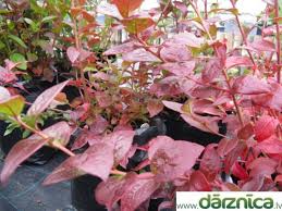 Attēlu rezultāti vaicājumam “Aesculus x hybrida”