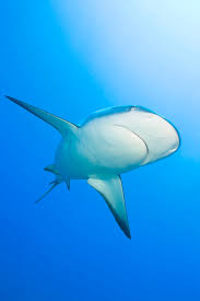 Image result for Negaprion brevirostris