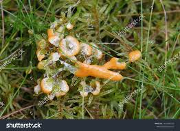 Attēlu rezultāti vaicājumam “Lignydium muscorum”