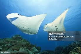 Image result for Mobula birostris