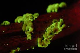 Attēlu rezultāti vaicājumam “Panellus stipticus”