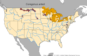 Image result for Coregonus artedi