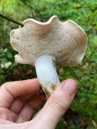 Attēlu rezultāti vaicājumam “Hydnum repandum”