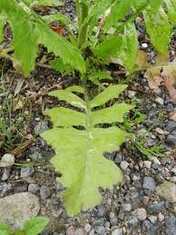 Attēlu rezultāti vaicājumam “Sisymbrium loeselii leaf”