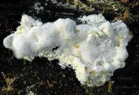 Attēlu rezultāti vaicājumam “Postia rennyi”