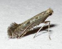 Attēlu rezultāti vaicājumam “Parornix anglicella”