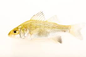 Image result for Morone americana