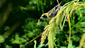 Image result for Dolichonyx oryzivorus