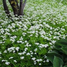Attēlu rezultāti vaicājumam “Galium odoratum flower”