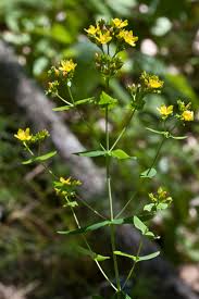 Attēlu rezultāti vaicājumam “Hypericum maculatum leaf”