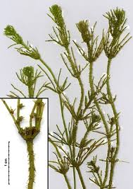 Attēlu rezultāti vaicājumam “Chara globularis”