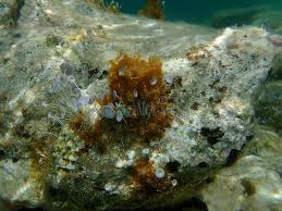 Attēlu rezultāti vaicājumam “Cyanophyta”