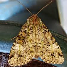 Attēlu rezultāti vaicājumam “Anaplectoides prasina”