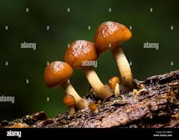 Attēlu rezultāti vaicājumam “Psathyrella pygmaea”