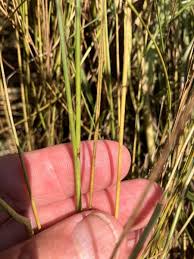 Attēlu rezultāti vaicājumam “Juncus gerardii fruit”