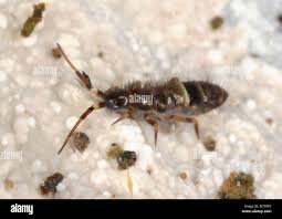 Attēlu rezultāti vaicājumam “Orchesella sp.”