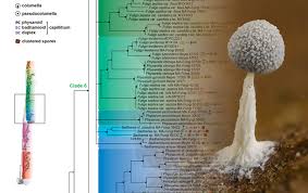 Attēlu rezultāti vaicājumam “Physarum, Nannengaella sp.”