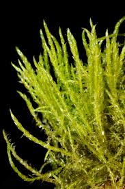 Attēlu rezultāti vaicājumam “Drepanocladus aduncus”