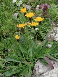 Attēlu rezultāti vaicājumam “Leontodon hispidus”