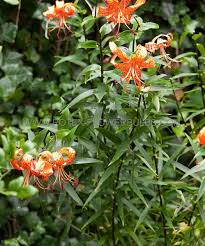 Attēlu rezultāti vaicājumam “Diderma tigrinum young”