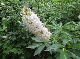 Attēlu rezultāti vaicājumam “Aesculus”