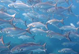 Image result for Pomatomus saltatrix