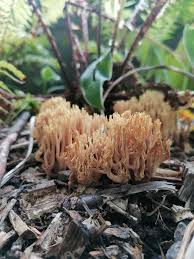 Attēlu rezultāti vaicājumam “Ramariopsis crocea”