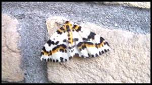 Attēlu rezultāti vaicājumam “Abraxas grossulariata larva”