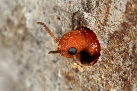 Attēlu rezultāti vaicājumam “Hylecoetus dermestoides male”