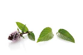 Image result for Menta x piperita